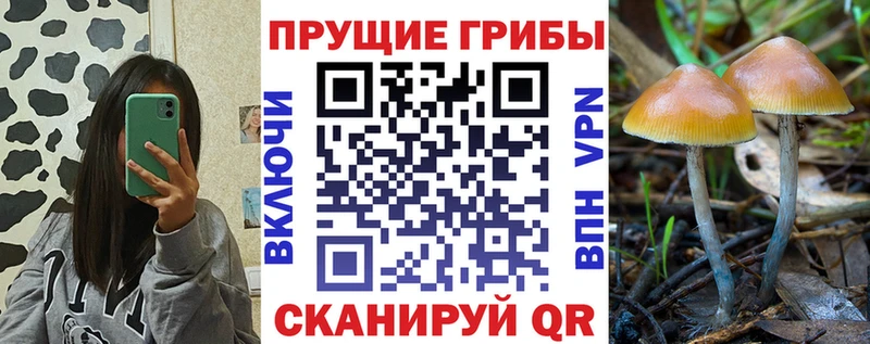 Псилоцибиновые грибы Psilocybe  цена   Весьегонск 